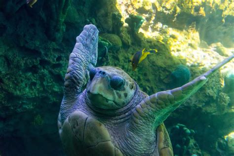 Animal Ocean Sea Swimming Turtle Underwater Water 4k Wallpaper