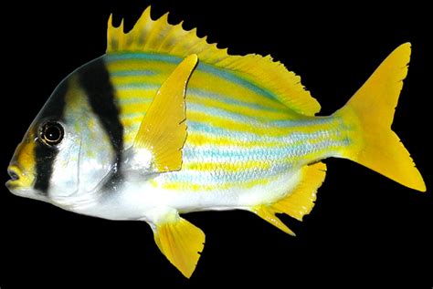 Porkfish