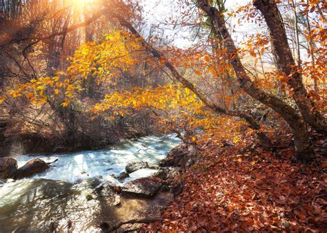 Beautiful Autumn Forest With River In Crimean Mountains At Sunse Stock