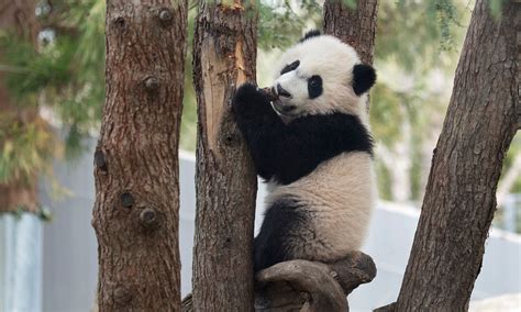 Pemerintah As Shutdown Rekaman Video 24 Jam Panda Di Smithsonians