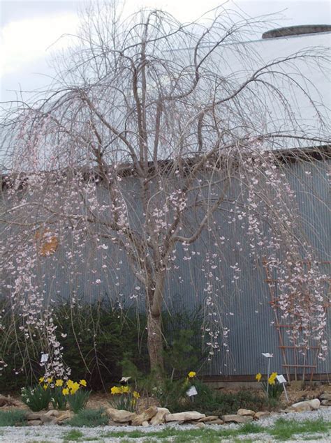 Pink Snow Showers Weeping Cherry Vinland Valley Nursery