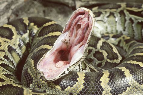 Burmese Python Teeth