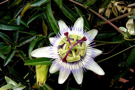 Passiflora Also Known As The Passion Flower Or Passion Vine