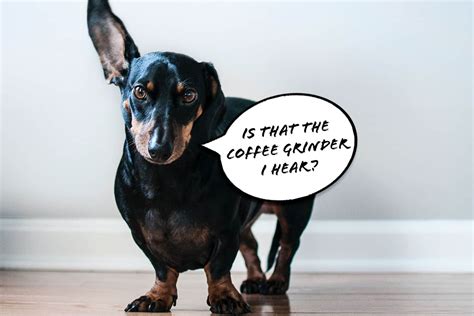101 Coffee Names For Dogs Which One Will You Pick