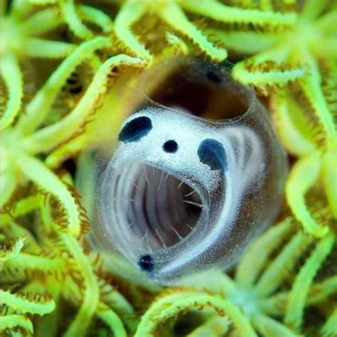 This Is The Skeleton Panda Sea Squirt Miniature Nightmare Fuel Of The