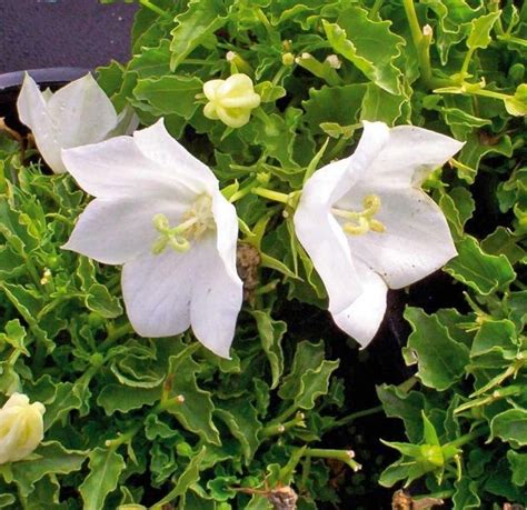 White Bellflower Campanula Carpatica Alba Beautiful Perennials