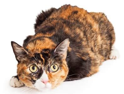 Next article 80 unique male dog names. Calico Cat Names: Choose a Best Name - Catsfud
