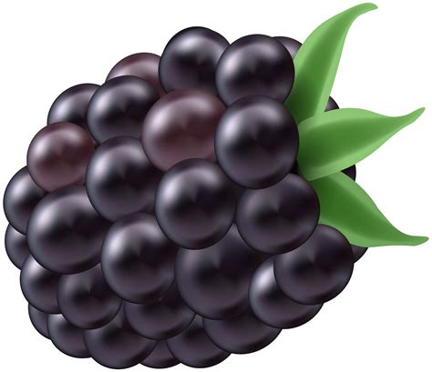 Berry Clipart Blackberry Berry Blackberry Transparent Free For