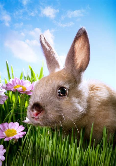 Little Easter Bunny And Easter Eggs On Green Grass Stock Photo Image