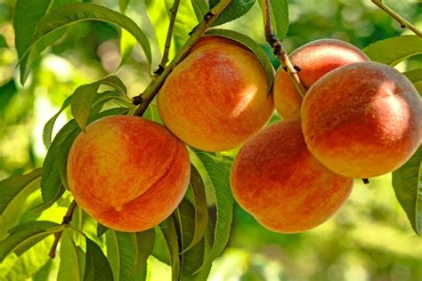 Fruit delivery in the usa. When Do Peach Trees Bear Fruit? - Gardening Dream