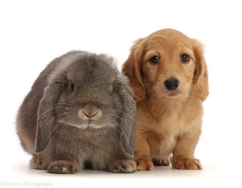 We provide this application to perspective pet parents so we can get we treasure our puppies and want to be certain they are going to homes where pet parents are genuinely committed to sharing their life with a puppy. Pets: Cream Dachshund puppy, 7 weeks old, and grey Lop ...