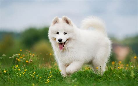 Samoyed Puppies Breed Information And Puppies For Sale
