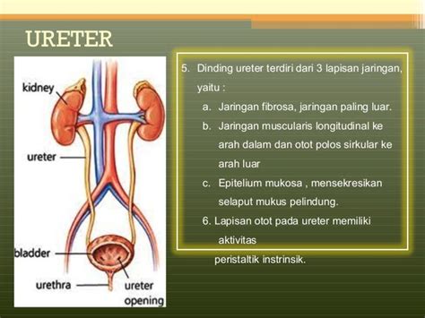 Anatomi Sistem Urinaria