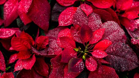 Bing Image Poinsettias Bing Wallpaper Gallery