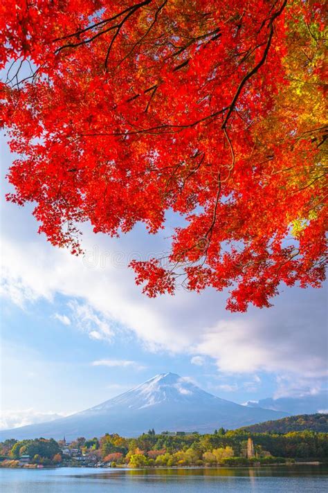 Beautiful Autumn Scene Maple Tree And Mount Fuji At Lake Kawaguchiko In