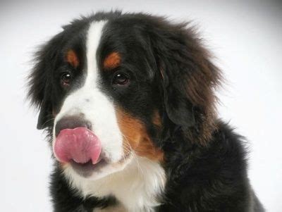 Why buy a bernese mountain dog puppy for sale if you can adopt and save a life? Heart of Michigan Bernese Mountain Dog Rescue | Bernese ...
