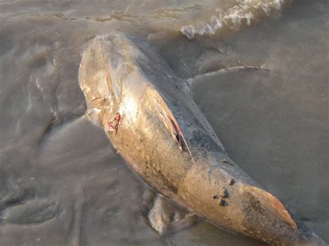 The Mekong Giant Catfish The Biggest Animals Kingdom