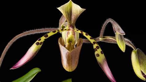 Care Of Paphiopedilum Smithsonian Gardens