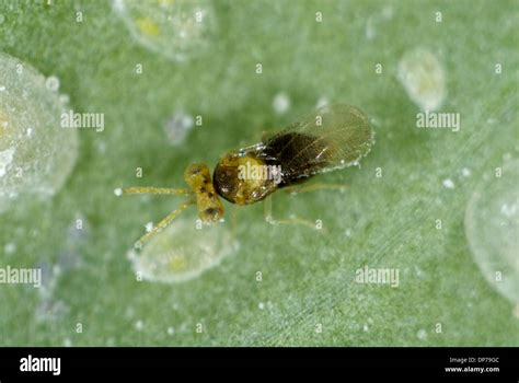 Un Adulto Avispa Parasitoide Encarsia Tricolor Con Escalas De Larvas