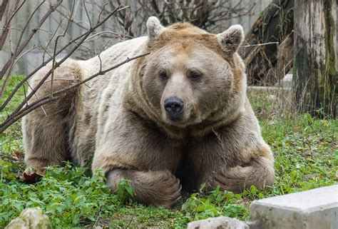 Neuer Syrischer Braunbär im Zoo Heidelberg