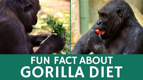 Fun Facts About Me What Do Gorillas Eat Quick Facts About Diet Habits