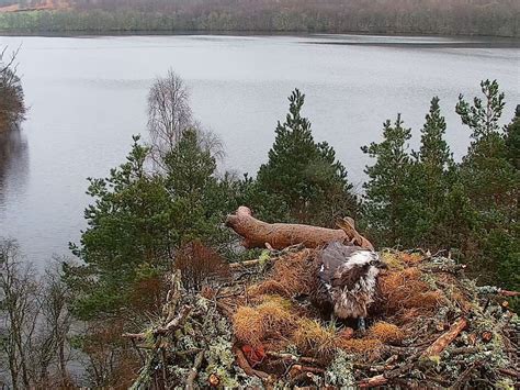 Osprey Lays First Egg Of Season At Nature Reserve Shropshire Star