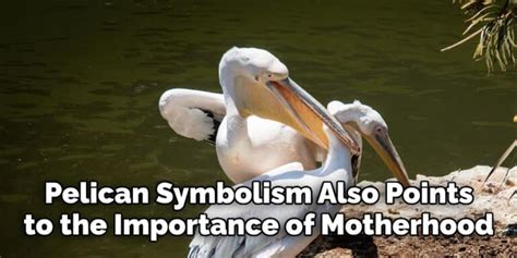 Pelican Spiritual Meaning Symbolism And Totem Explained