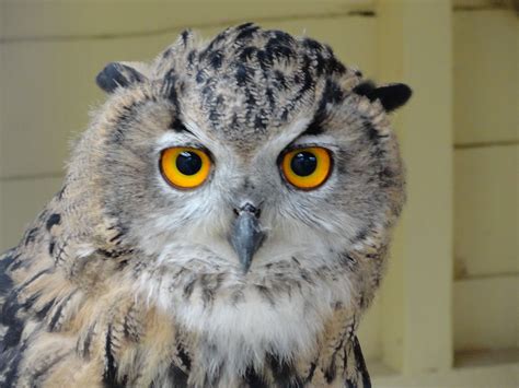 A Treasured Past Eagle Owl At Rare Breeds Farm Kent Uk