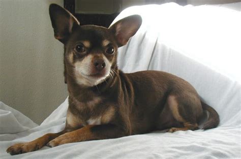Chihuahua Breed Profile Dream Dogs
