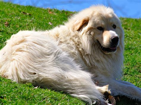 10 Unique Dog Breeds Youve Probably Never Heard Of