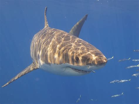 Great White Shark Elias Levy Flickr