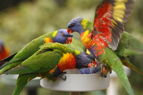 Free Download Hd Wallpaper Bird Lory Parrot Tropical Wallpaper