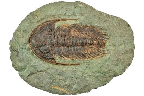 Bargain 295 Cambrian Trilobite Acadoparadoxides 233434 For Sale