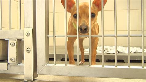Montgomery County Animal Shelter Full After Fourth Of July