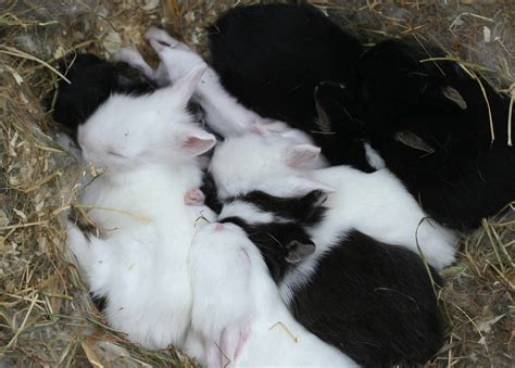 Filebaby Rabbit Nest Wikimedia Commons