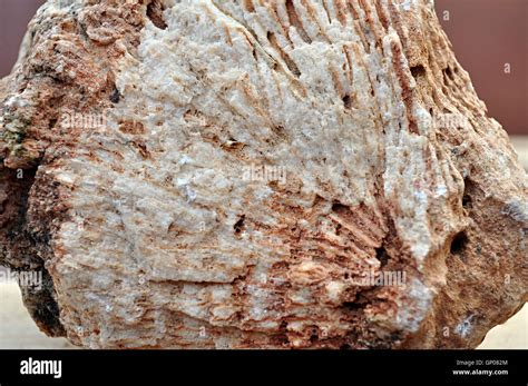 Fossils In Limestone 24 Millions Years Old Stock Photo Alamy