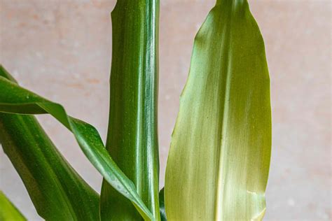 How To Grow And Care For Corn Plants Fragrant Dracaena