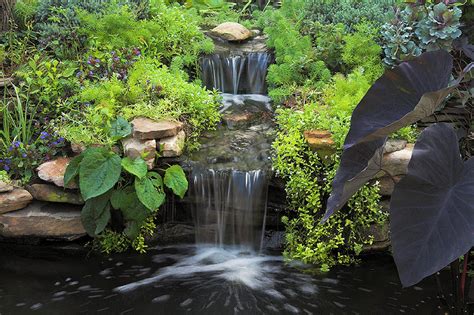 Recording of a koi pond in garden. Frog Pond Waterfall - Animation photo - Sayer photos at ...
