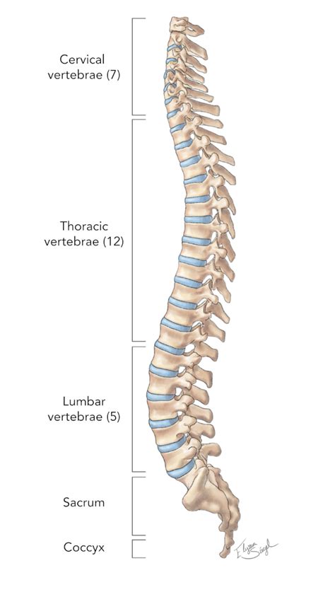 Anatomy of back spine and common conditions orthosports : Spinal Anatomy - James Langdon