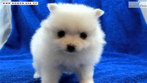 Best Cute Puppy Dogs Photos Cute Puppy Pictures