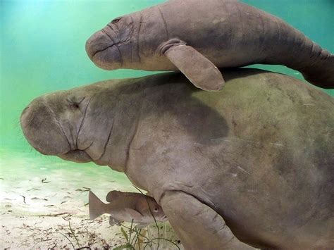 5 Reasons Why We Absolutely Need To Save Floridas Manatees