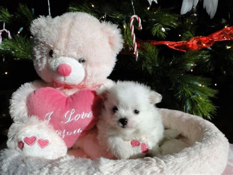 Maltipoo puppies are just that until the age of 1 year old. Malti-pom Teacup puppies ..Hopefully sooner than later ...