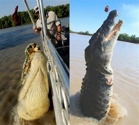 Look Here Are The Biggest Crocodiles Ever Recorded All
