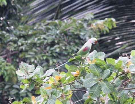 Sri Lanka Parrots Miles To The Wild