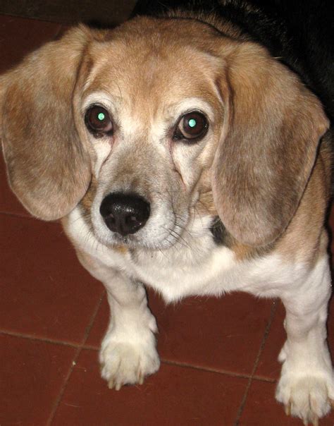 In the presence of a tumor, time is money. Beagle Rescue League, Inc. » Cancer & Your Beagle