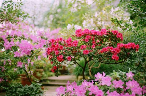 Flowering trees are great choices if you're looking to spruce up your landscape and add splashes of here are the top 10 flowering trees sold from the arbor day tree nursery , in order of the most. How to Force Spring Flowering Trees and Shrubs