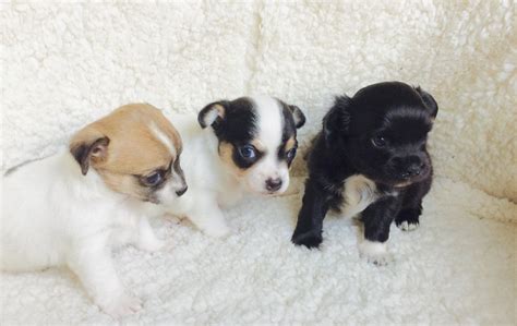 Extremely Tiny Teacup Chihuahua Puppies This Puppies Are Extremely Cute