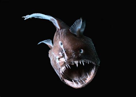 The Scariest Monsters Of The Deep Audubon
