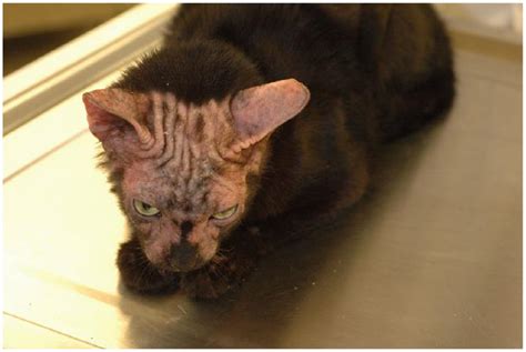 Urticaria Pigmentosa Like Skin Disease In A Domestic Shorthair Cat