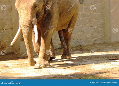 Um P Nis Grande Do Elefante Asi Tico Elefante Que Anda Com Ere O No
